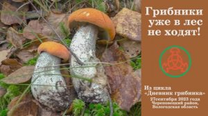 Грибники уже в лес не ходят! Дневник грибника 27 сентября 2023 года