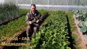 Какая подкормка сделает свеклу сладкой и красной