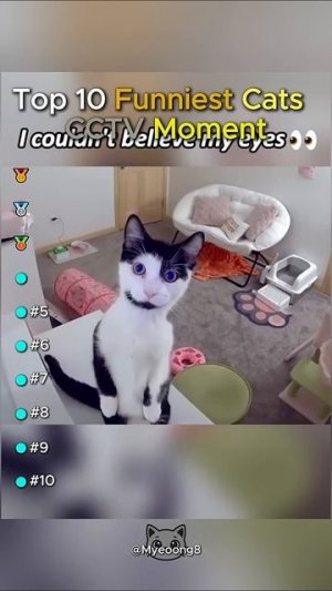 Топ 10 Весёлых моментов с кошками