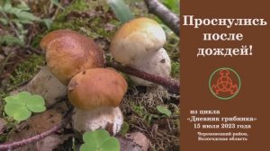 Проснулись после дождей! Дневник грибника 15 июля 2023 года.