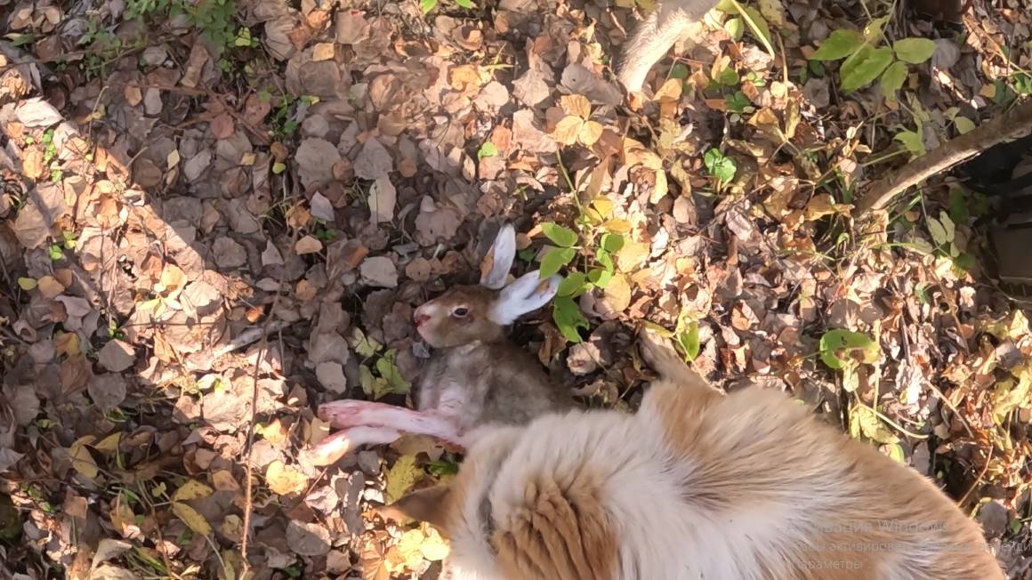 Открытие охотничьего сезона! Добыли зайца! Забрали металл из леса... смотреть онлайн