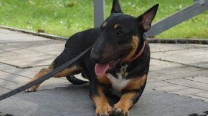 Зачётный мини-бультерьер - испытания на прочность.