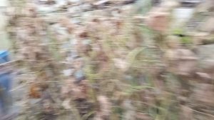 И шиповник соберём и сезон закончим...