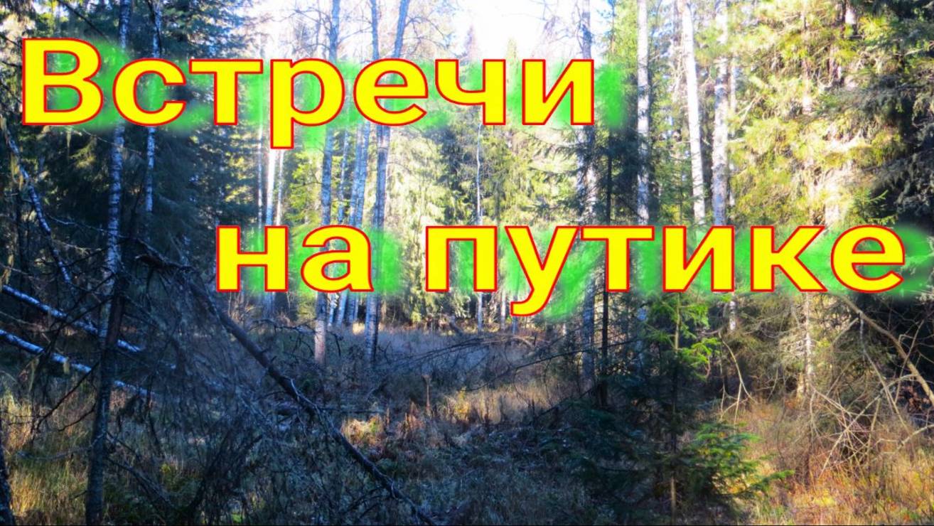 Пошёл по путику не далеко Аркан нашёл медведя попытка подойти медведи ещё кормятся под шумел лосей смотреть онлайн