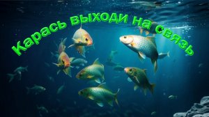 Александр Шестаков - Карась выходи на связь (песни о рыбалке)