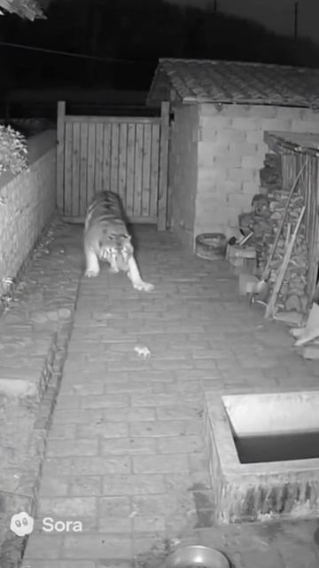 тигр испугался мышки