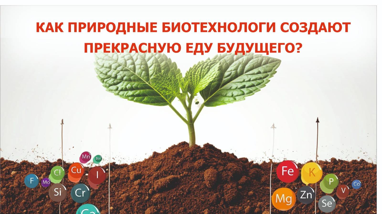 Картошка, которая стала супервитаминной. Легендарные фитоспорины с Bacillus subtilis смотреть онлайн