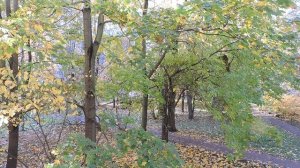 2025-10 Вид из окна, 17 октября 2025,  в СПб желтеют листья.