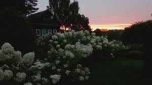 Восход солнца, сад ранним утром 27.08.25