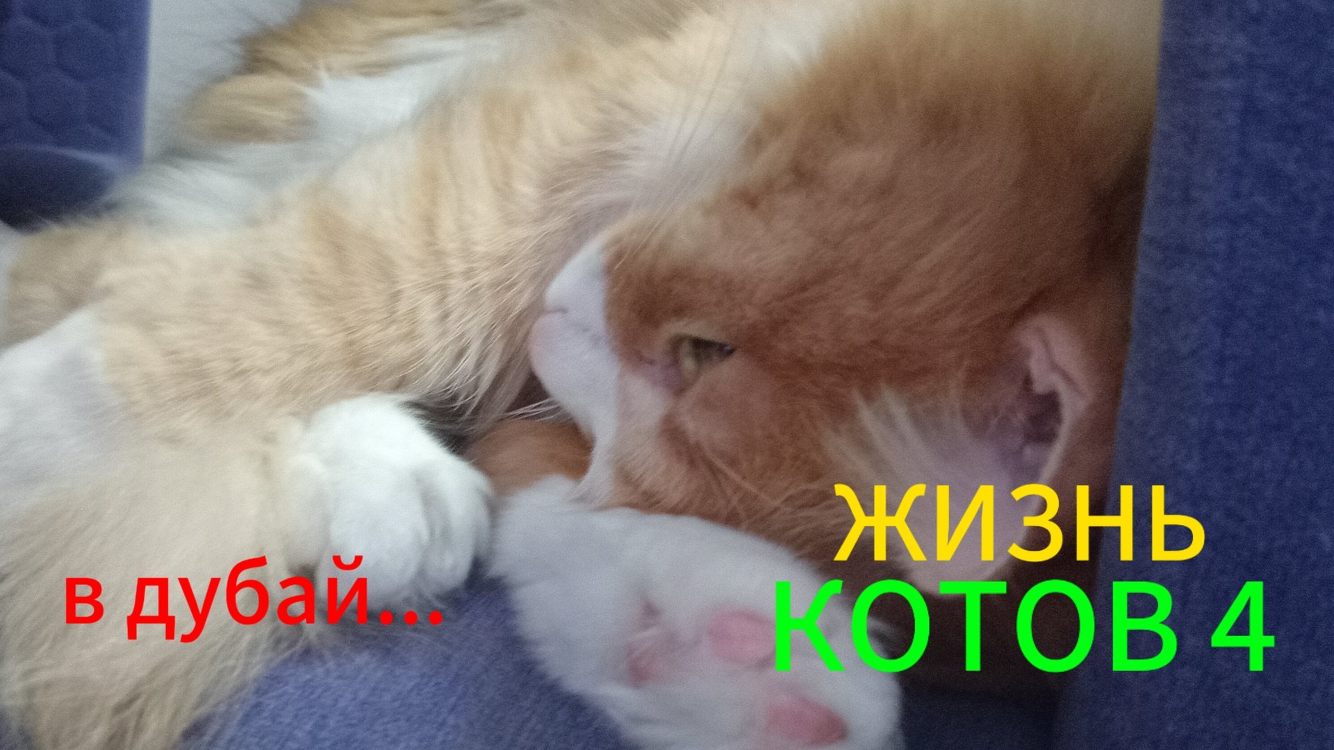Жизнь котов СЕРИАЛ 4 сезон 8 серия 