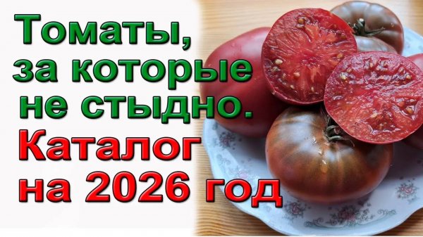 Томаты, за которые не стыдно. КАТАЛОГ СЕМЯН на 2026 год