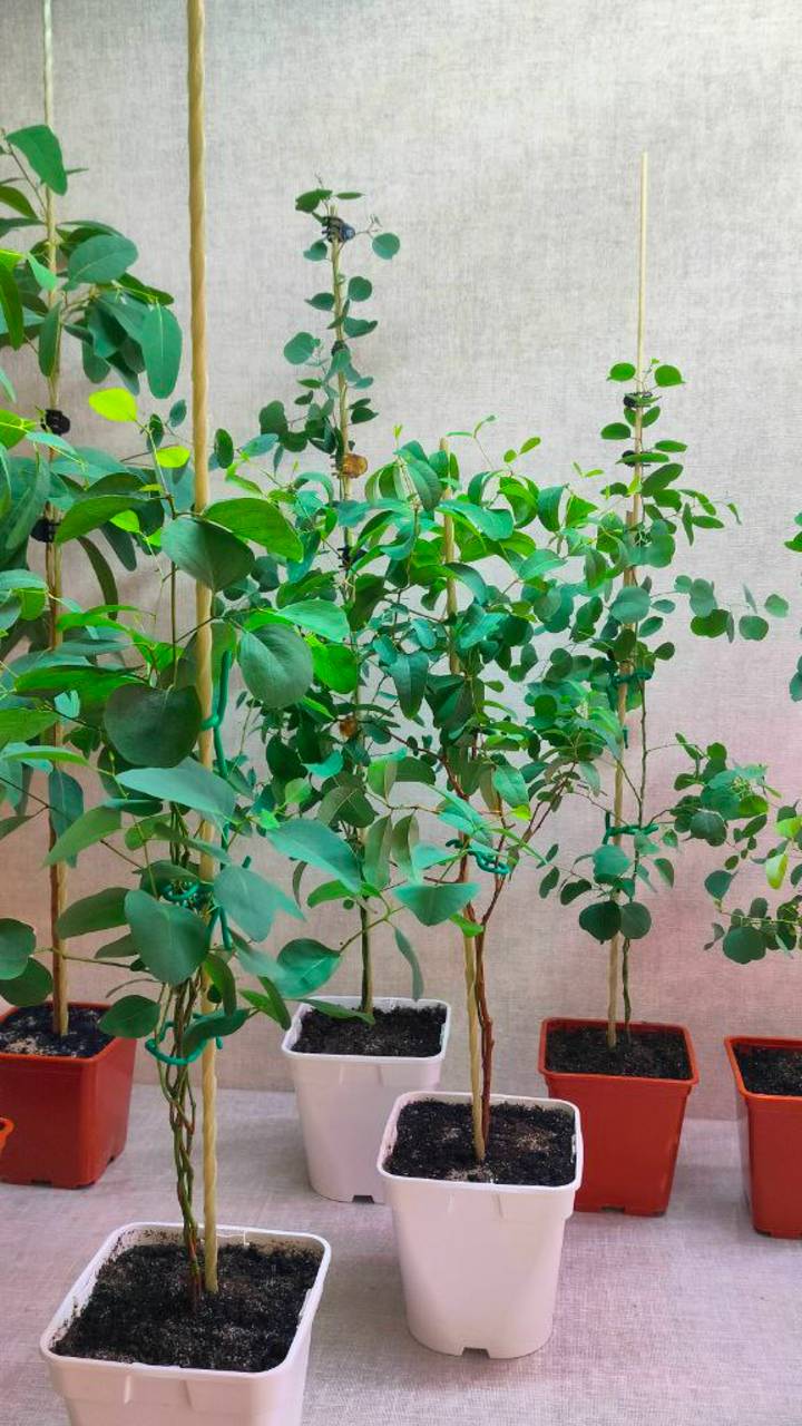 ДОБРОЕ УТРО, ЭВКАЛИПТАМ смотреть онлайн