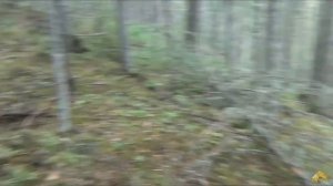 Медведь моя встреча с медведем Выживание в лесу Охота Рыбалка Тайга Сибирь Ночевка В поход 1
