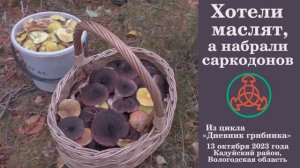 Хотели маслят, а набрали саркодонов! Дневник грибника 13 октября 2023 года