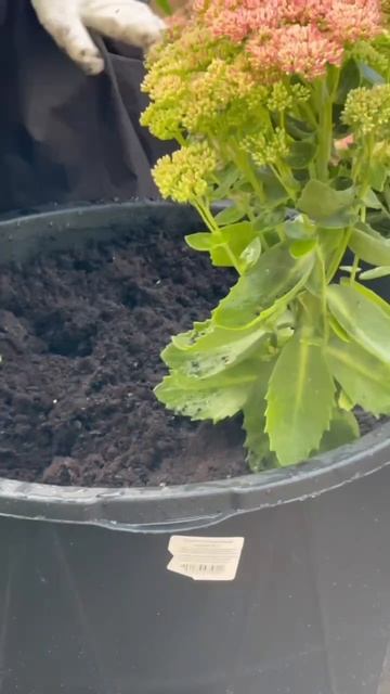 Подписывайтесь на телеграм: БОБЁР.school смотреть онлайн