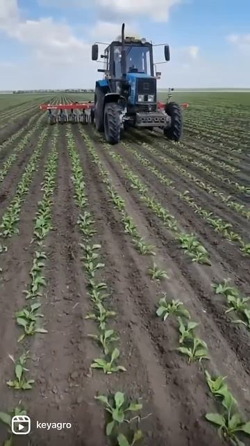 Непревзойдённая работа австрийских цифровых культиваторов Hatzenbichler в тандеме с тракторами МТЗ.