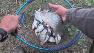 Карась на Pop-Up и другая разнорыбица на донку и Flat-Method Feeder