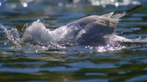 Эдвард Григ «Пер Гюнт» Утро -  Edvard Grieg. Morning