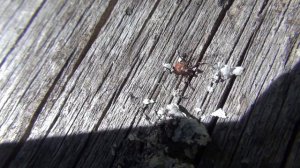 Поход в лес за пихтовой живицей смолой 11 июля 2017 сибирь тайга природа туризм энцефалитный клещ