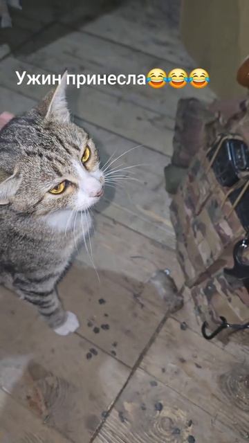 Ужин принесла #сво смотреть онлайн