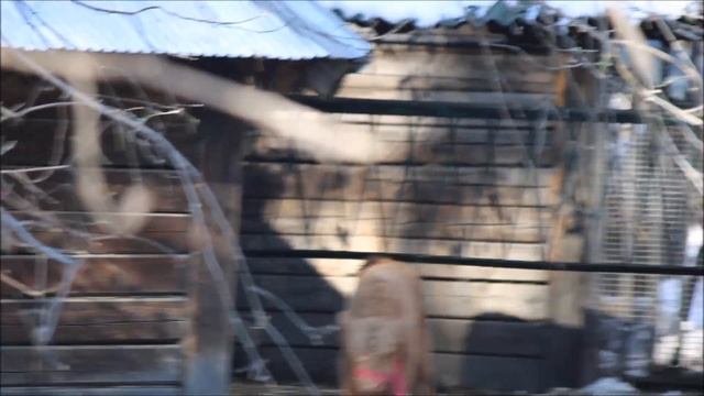 У шотландской коровки хайлендов родился телёнок и он бежит на встречу с мамой смотреть онлайн