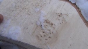 Бензопила СОЮЗ отзыв настройка карбюратора бензопилы инструкция ВАЛКА ДЕРЕВА Распилов обрезка сучьев