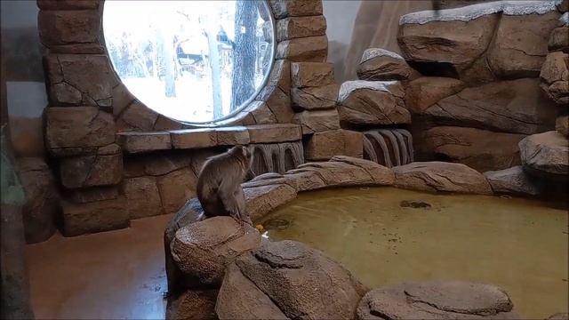 Новые жители зоопарка японские макаки 16.10.2025 смотреть онлайн