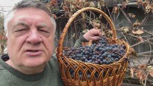 Запрещенный виноград?