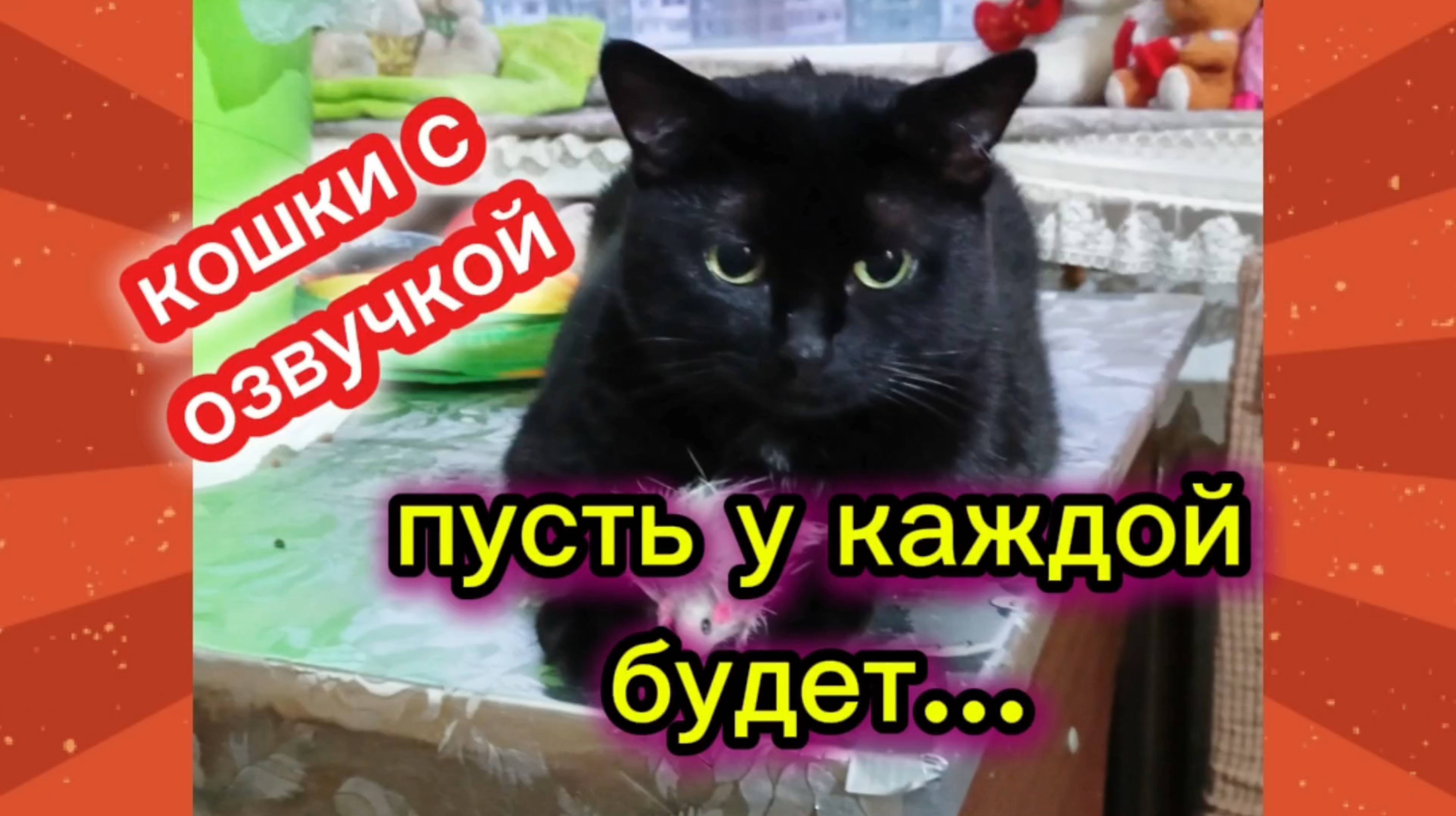 Кошки с озвучкой. смотреть онлайн