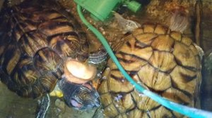 Красноухие черепахи 🐢 утро 17-10-2025