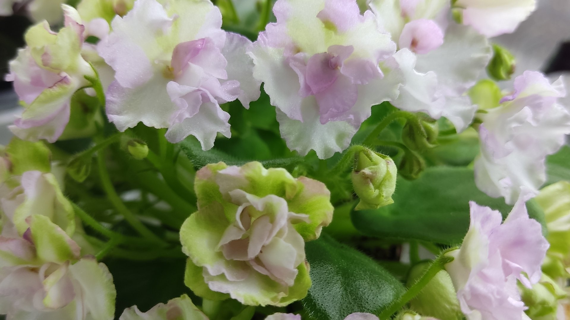 Фиалки у Алисы ...И снова здравствуйте 💖🫶 смотреть онлайн