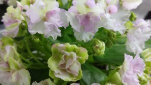 Фиалки у Алисы ...И снова здравствуйте 💖🫶