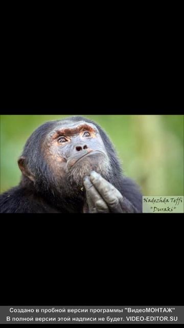 тэффи&дураки смотреть онлайн