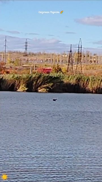 #яркий #октябрьский #красивыйдень #природа #небо #облака #утки #зеркальныйпруд #осень2025год #событи смотреть онлайн