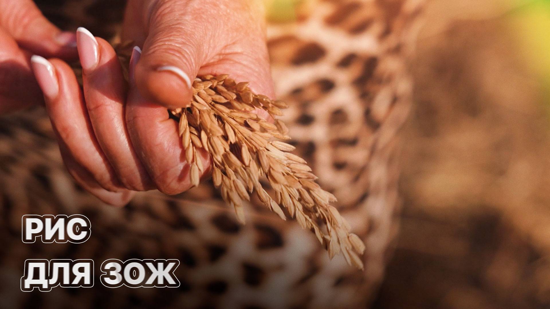 Как выращивают экологически чистый рис? ЗЕМЛЕХОД смотреть онлайн