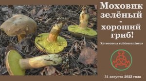 Моховик зелёный - хороший гриб! Xerocomus subtomentosus.