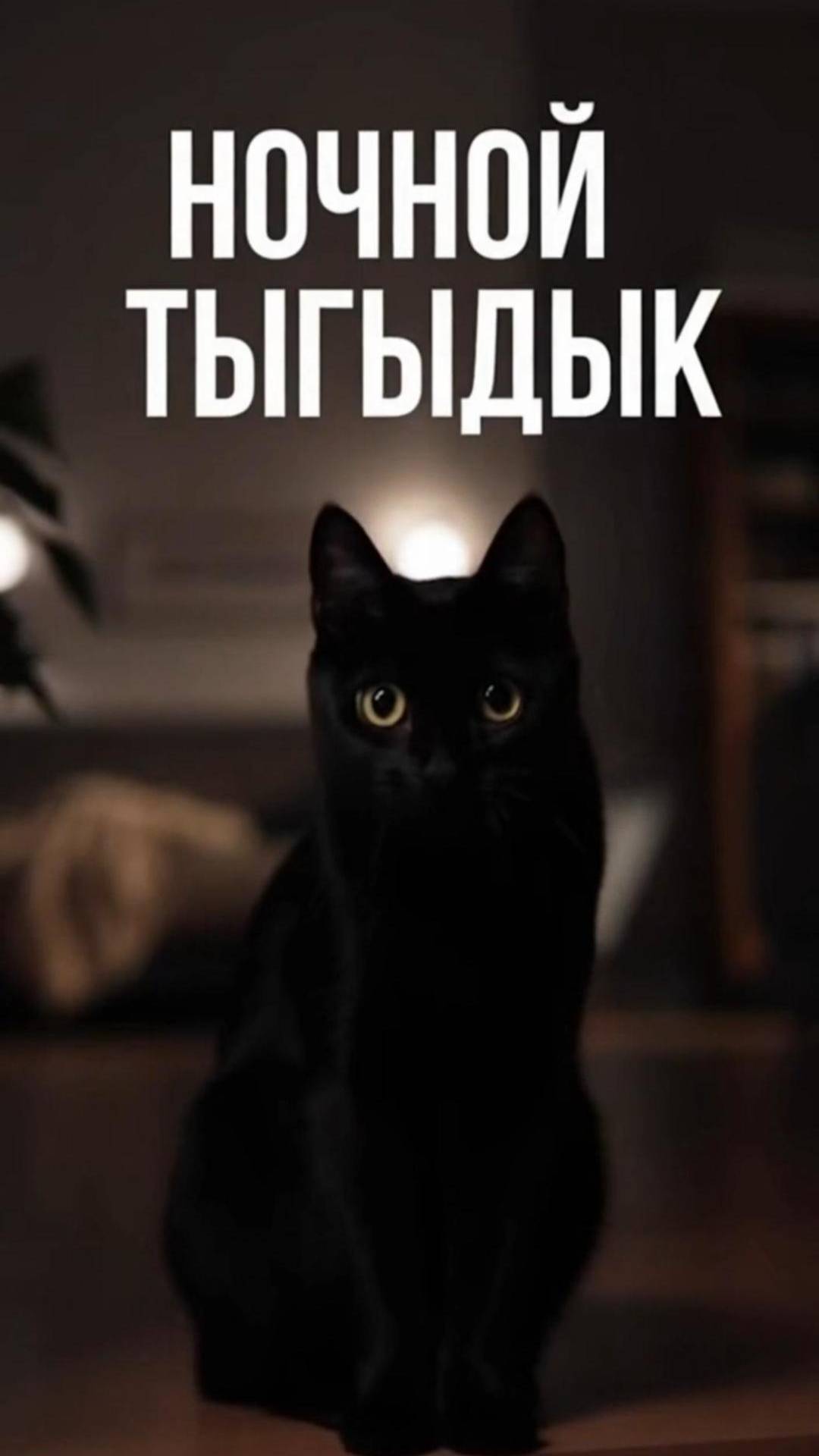 Ночной кошачий тыгыдык...