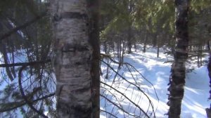 Березовый кап как выпилить из березы продаю в группе вконтакте https://vk.com/public142130349