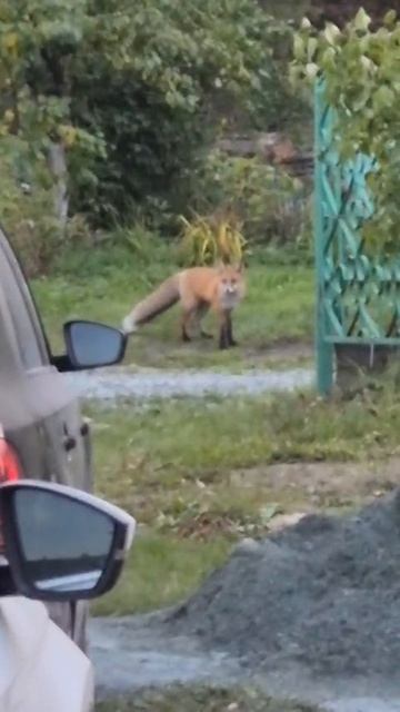 звери выходят к людям. #как приручить лису смотреть онлайн