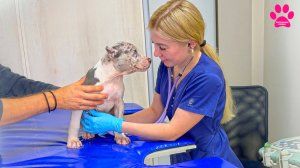 Самые спокойные щенки в истории нашего питомника! Раскрылся истинный темперамент щенков при проверке