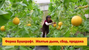 Ферма Бушкрафт в Пханге. Вьетнам.  Желтые дыни, сбор, продажа