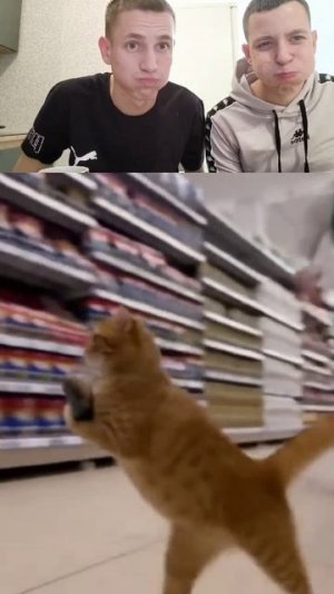 кот украл рыбу