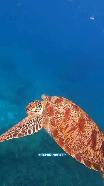 Ура! Симиланы открыты! 😍🙏🥳🔥И первые лодки с туристами уже отправились на острова! смотреть онлайн