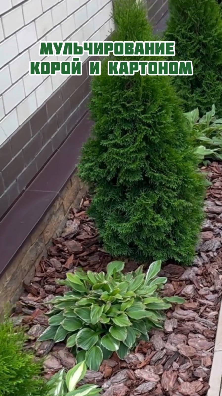 Мульчирование картоном и корой смотреть онлайн
