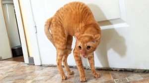 Эти милашки поднимут Вам настроение| Самые милые животные |Подборка видео | Котики | Собачки