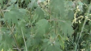 Донник лекарственный / Донник — ароматизатор пищевых продуктов и табака, добавляют в водку