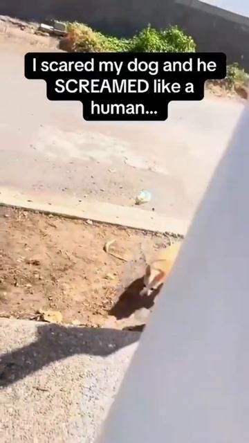 #78 || МЕМЫ || ПРИКОЛЫ || ЮМОР смотреть онлайн