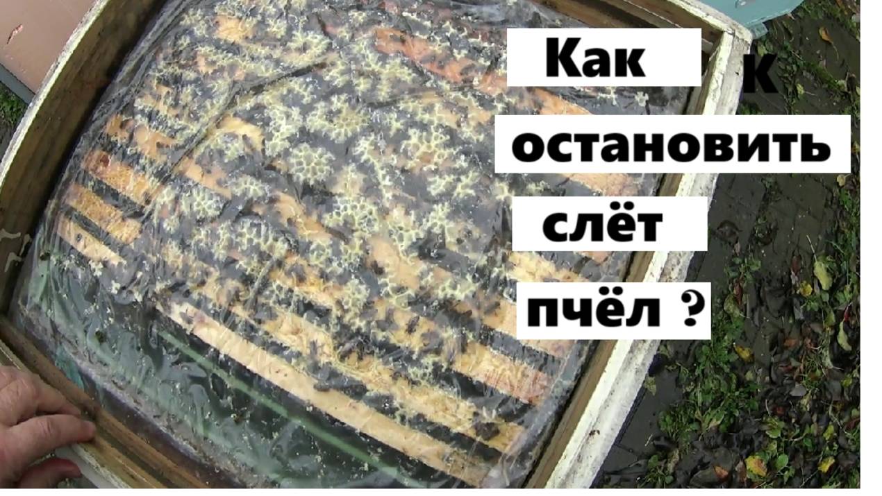 Как остановить коллапс пчелиных семей ? смотреть онлайн
