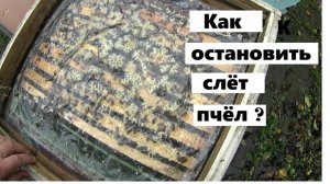 Как остановить коллапс пчелиных семей ?