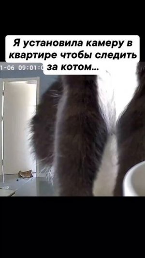 Кота не проведёшь 😁
